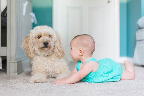Baby and dog laying around on a freshly cleaned carpet.